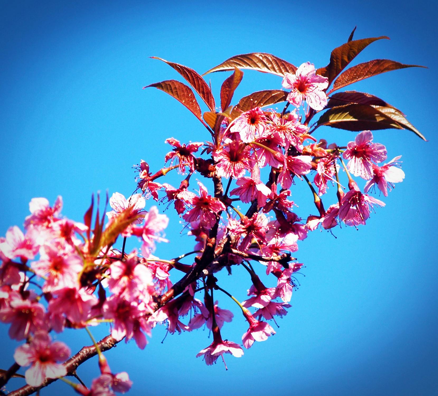 Pink Cherry Blossoms in Bloom · Free Stock Photo