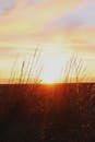 宁静的日落映照着海岸沙丘，高高的草丛与柔和的橙色天空相映成趣