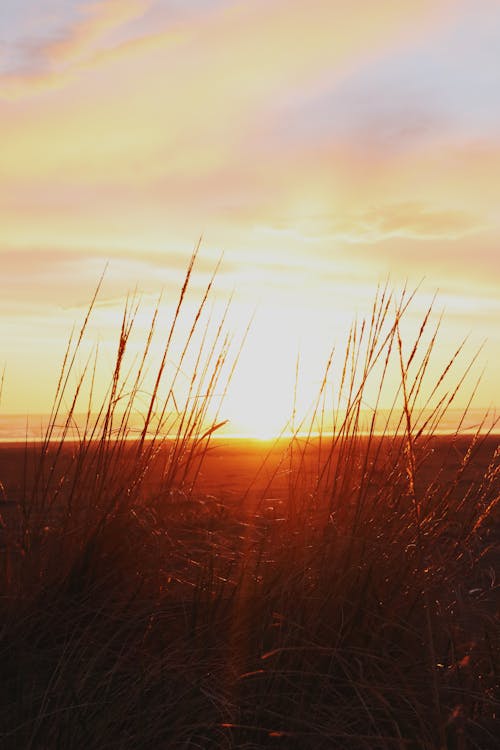 Grass During Golden Hour