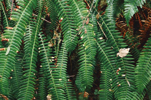 Green Fern Plants