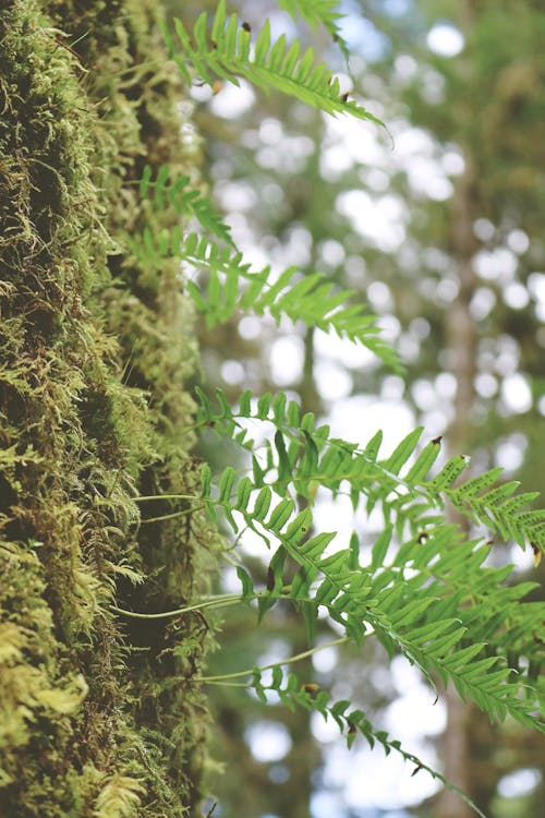 Close-up of Moss and Fern in the Forest