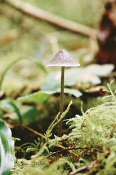 苔藓覆盖的森林里，一株小蘑菇在充满活力的环境中生长的特写