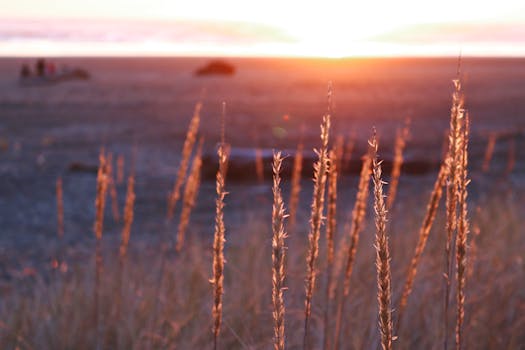 温暖的日落照亮沿海的草地，是完美的自然与景观主题