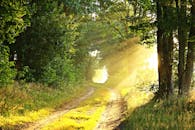 阳光照亮了迷雾笼罩的森林小径，呈现出一片宁静的乡村景象