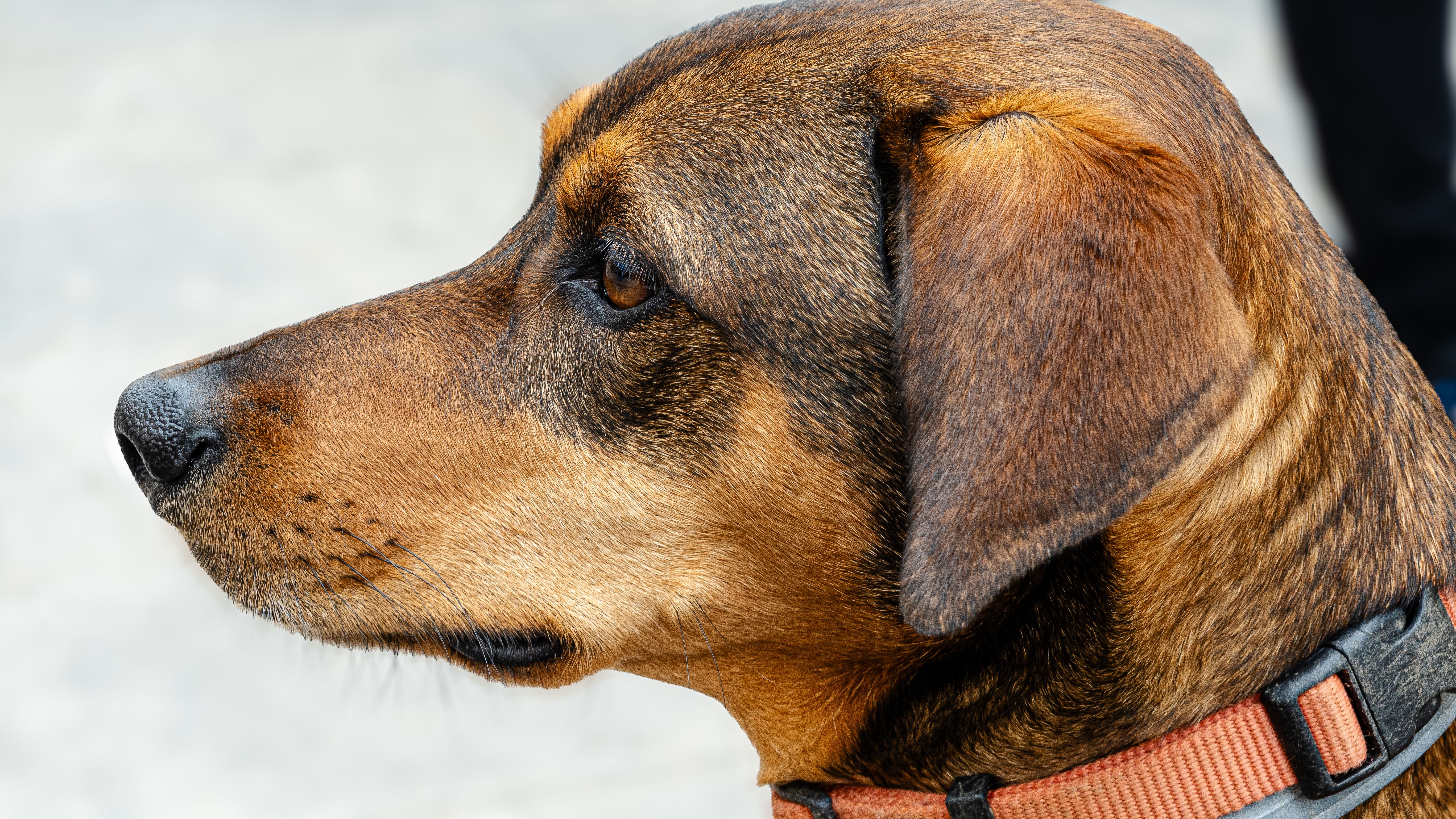 A detailed side view of a brown dog wearing a collar, showcasing its calm demeanor.