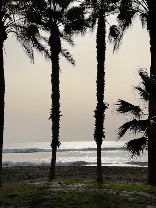 คลังภาพถ่ายฟรี ของ ขอบฟ้า, ชายหาด, ต้นปาล์ม