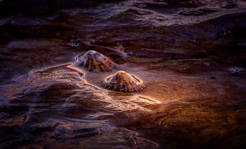 A close up of a small shell on the beach