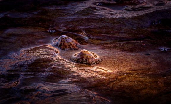 Seashells resting on a rocky beach as the ocean waves gently surround them at sunset.
