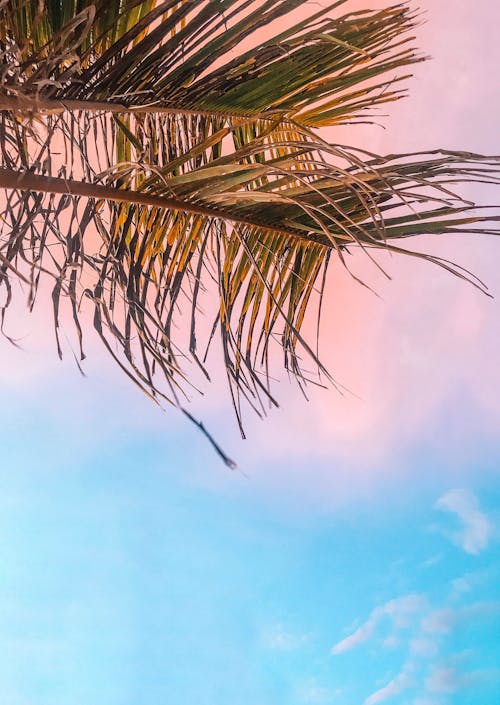 Two Green Palm Leaves on Low Angle Photo