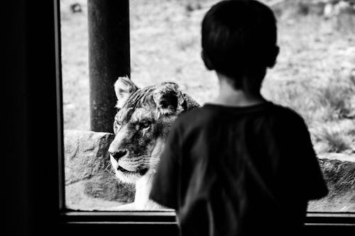 Graustufen Fotografie Des Jungen, Der Einen Löwen Vom Glasfenster Betrachtet