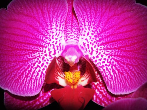 Close-up Photo of Pink Moth Orchid
