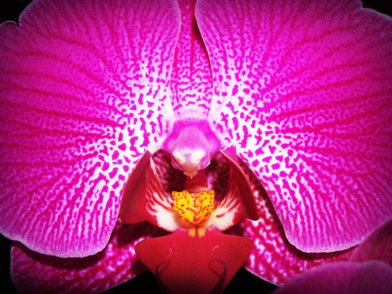 explore the vibrant beauty of a pink orchid in this stunning macro pho