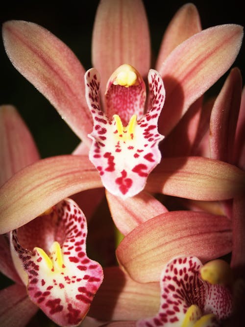 Orange-and-red Cymbidium Orchids in Bloom