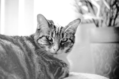 Immagine gratuita di bianco e nero, gatto, miao