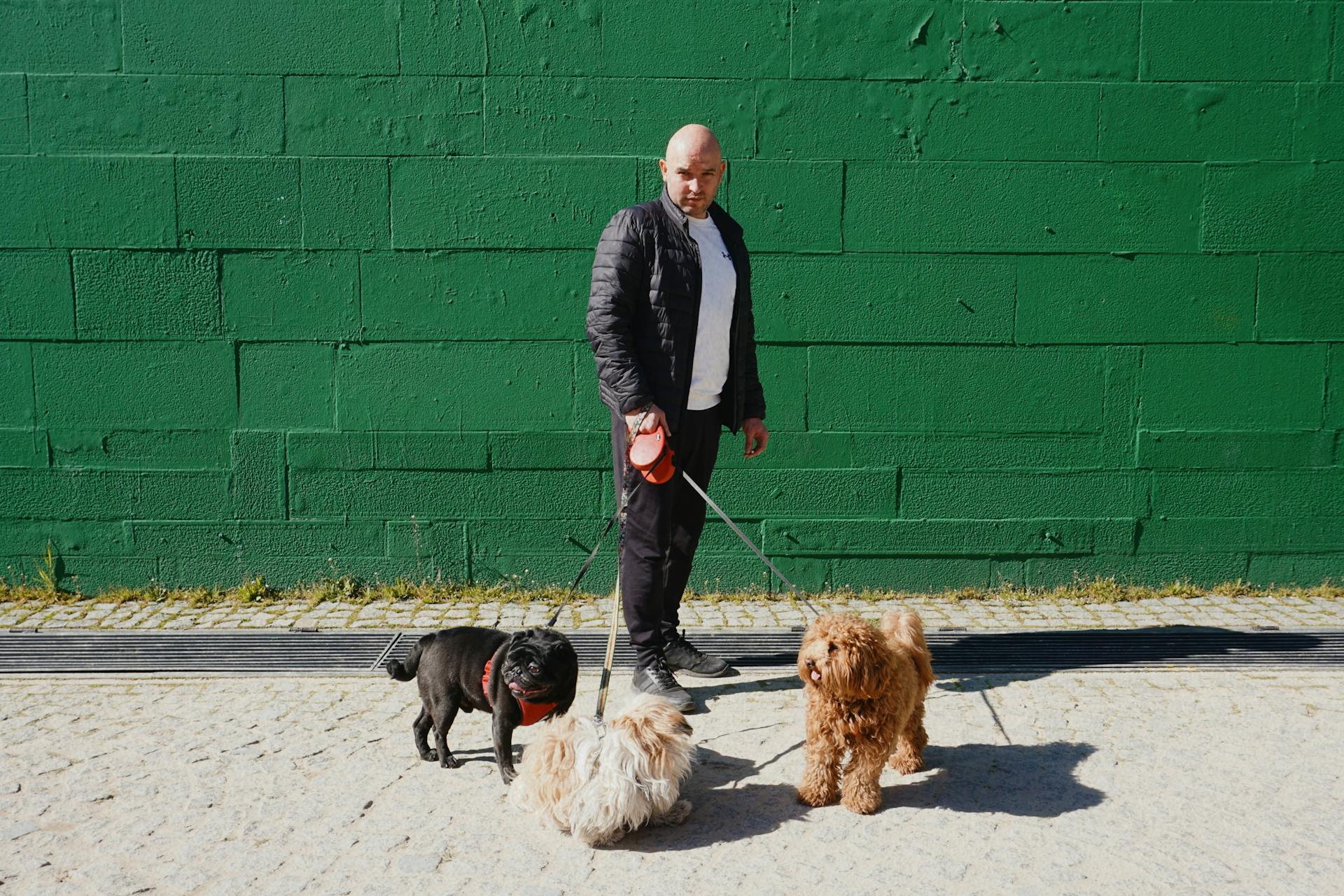 Un homme chauve avec des chiens en laisse près d'un mur vert