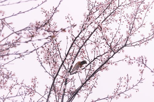 Gratis stockfoto met bloeiende, boom, dieren in het wild