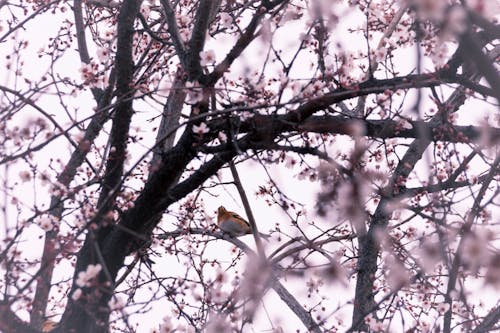 Foto stok gratis bertengger, bunga-bunga, burung