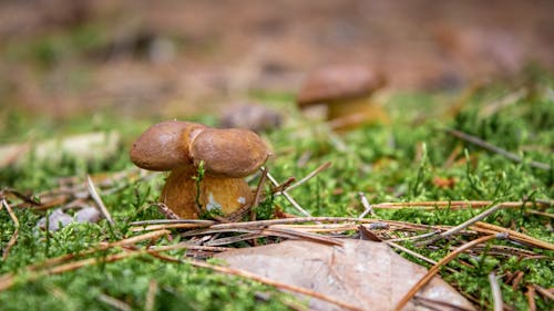 Lesní houby