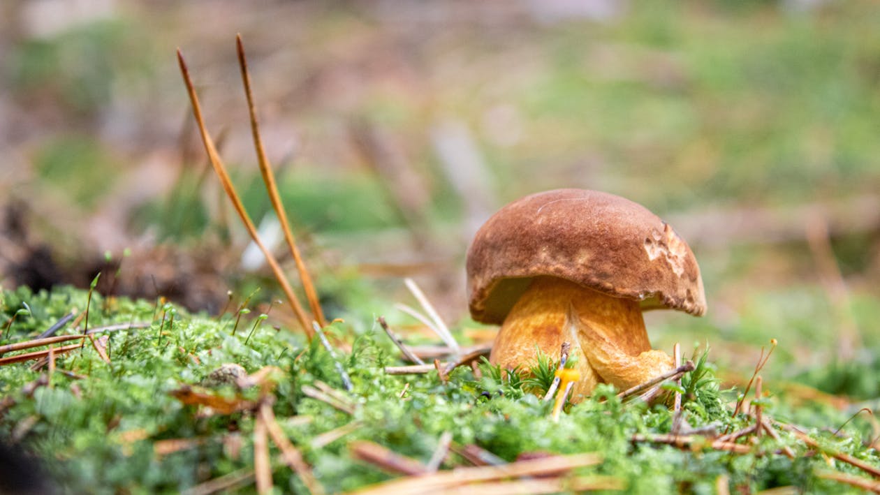 Gratis stockfoto met aarde, gras, landelijk