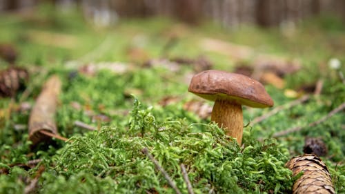 Ilmainen kuvapankkikuva tunnisteilla bay bolete, jauhettu, kasvu