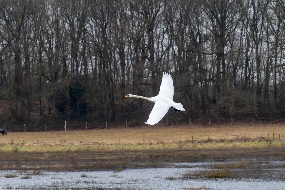 Mute Swan flying