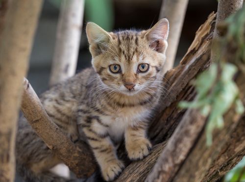 Free A cute tabby kitten perched in a tree, showcasing its playful and curious nature. Stock Photo