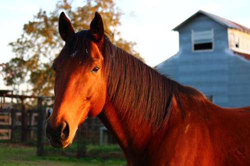 Foto d'estoc gratuïta de cavall, fotografia d'animals, granja