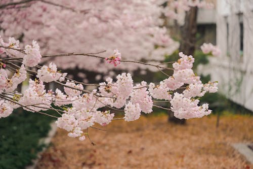 bahar, çiçeklenmek, dallar içeren Ücretsiz stok fotoğraf
