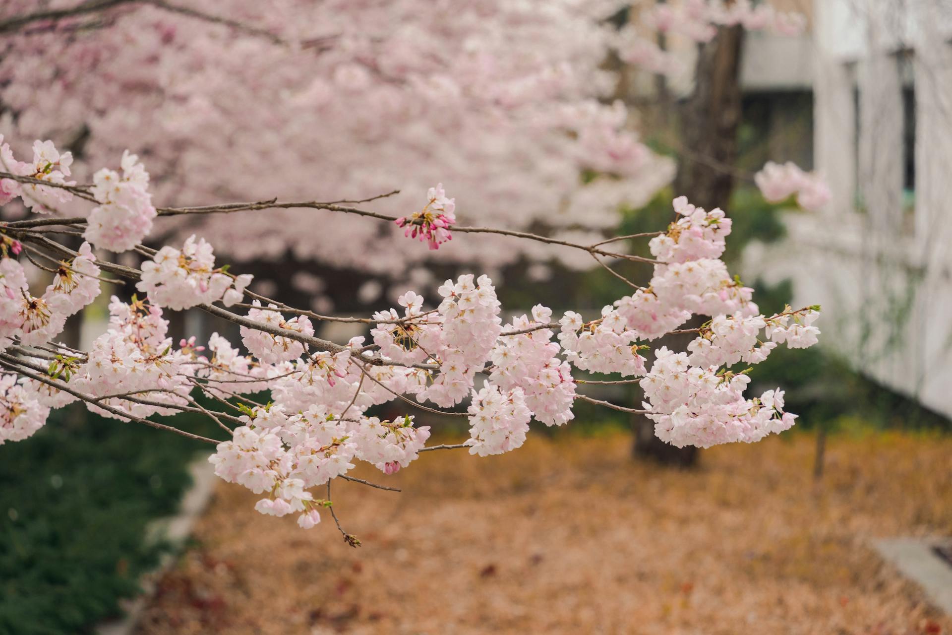 Vibrant cherry blossoms in full bloom during spring in University Endowment Lands, BC.