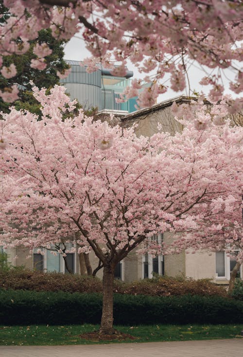 Cherry blossoms in the spring