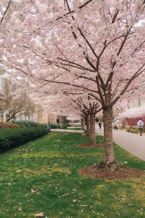 ağaç, bahar, çiçek açmak içeren Ücretsiz stok fotoğraf