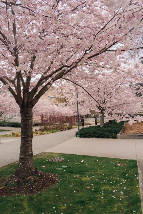 Immagine gratuita di albero, fiori, fioritura