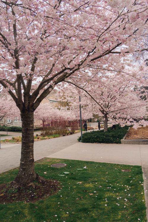 Free Beautiful cherry blossoms in full bloom lining a pedestrian walkway in BC, Canada. Stock Photo
