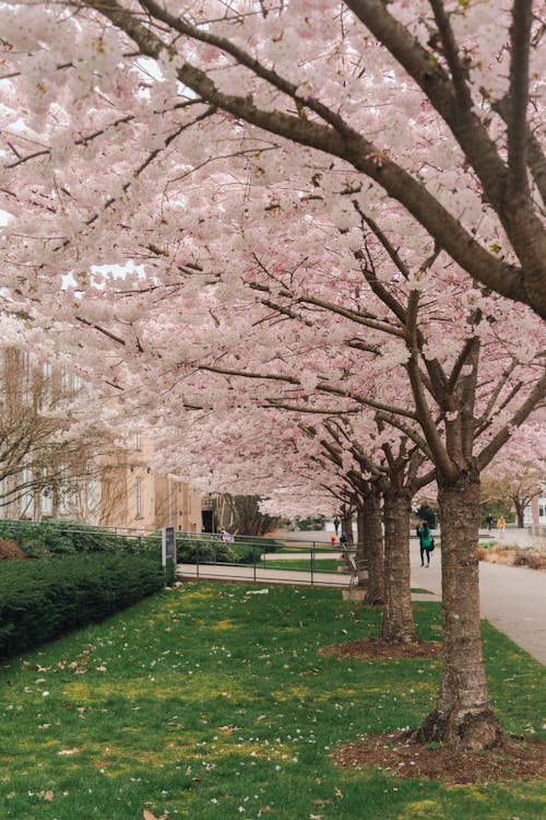 Foto stok gratis bunga sakura, bunga-bunga merah muda, kota