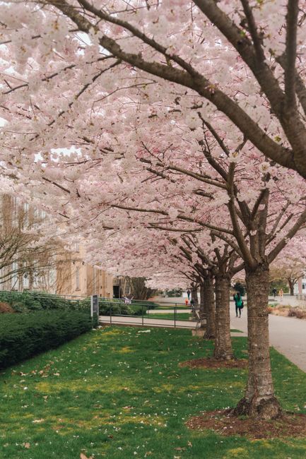 Persiapan Sebelum Terbang ke Negeri Sakura Persiapan Sebelum Terbang ke Negeri Sakura