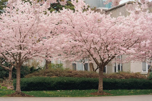 Vibrant cherry blossom trees in full bloom during spring at University Endowment Lands, BC, Canada.