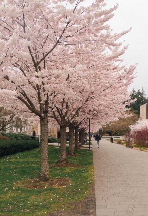 Free A beautiful path lined with blooming cherry blossoms in spring at University Endowment Lands, BC. Stock Photo
