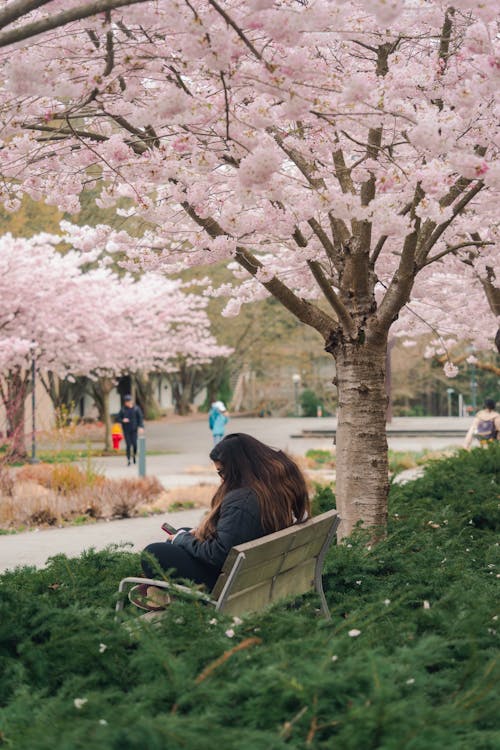 A woman sitting on a bench under cherry blossoms