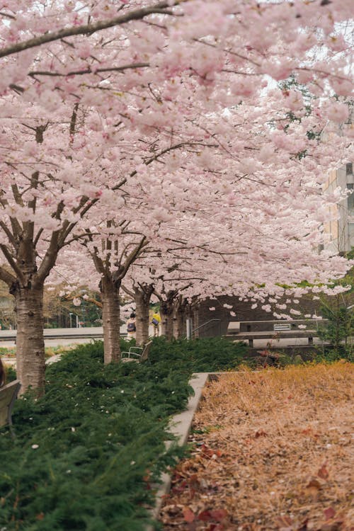 ağaçlar, bahar, çiçek açmak içeren Ücretsiz stok fotoğraf