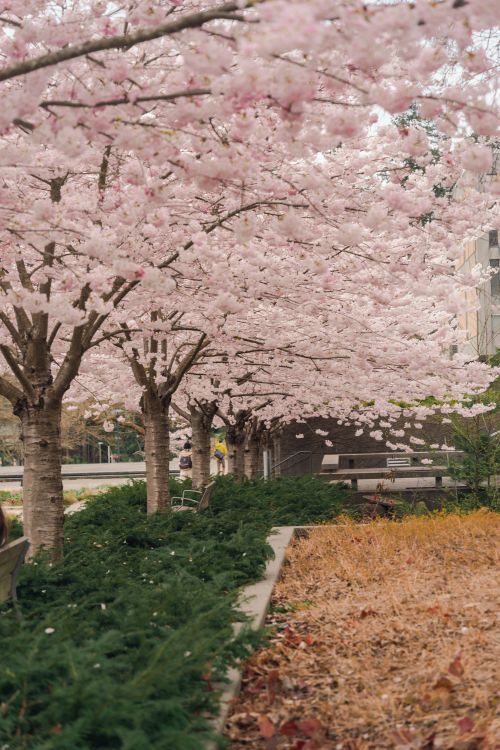 Free Cherry blossom trees in bloom create a picturesque urban path in springtime, University Endowment Lands. Stock Photo
