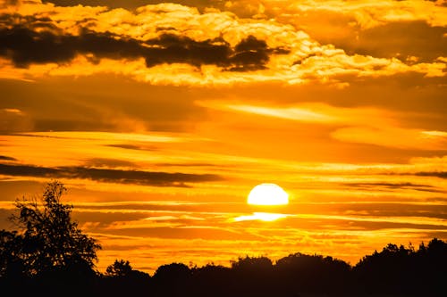 Free Tree Silhouette on Golden Hour Stock Photo