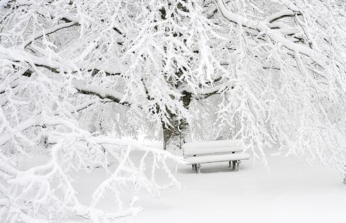 бесплатная Бесплатное стоковое фото с гора, зима, простуда Стоковое фото