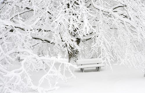 Snow Covered Bench Near Snow Covered Bare Tree