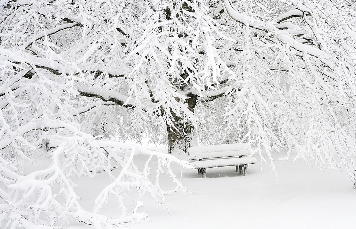 Free Snow Covered Bench Near Snow Covered Bare Tree Stock Photo
