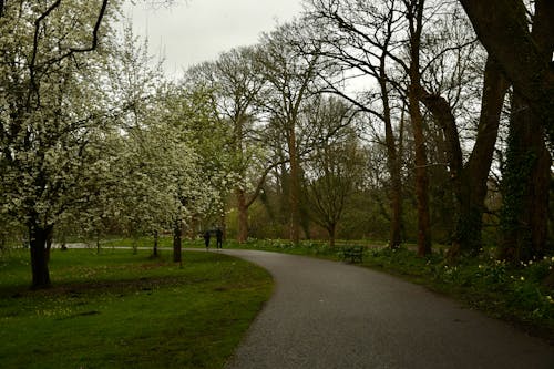 Foto d'estoc gratuïta de arbres, bonic, Camí