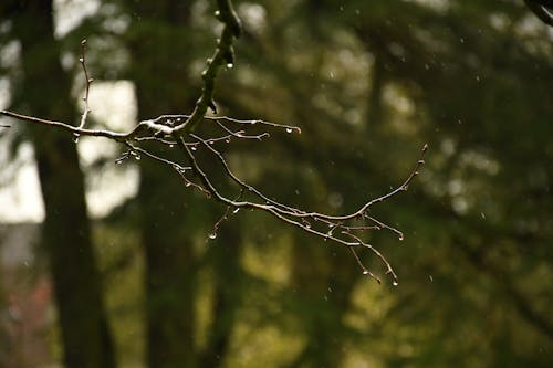 傾盆大雨, 公園, 分公司 的 免費圖庫相片