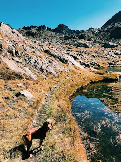 Fotobanka s bezplatnými fotkami na tému lakeshore, mountainside, na brehu jazera