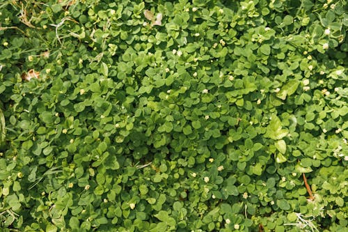 Fotobanka s bezplatnými fotkami na tému cloverleaves, lístie, pohľad zhora