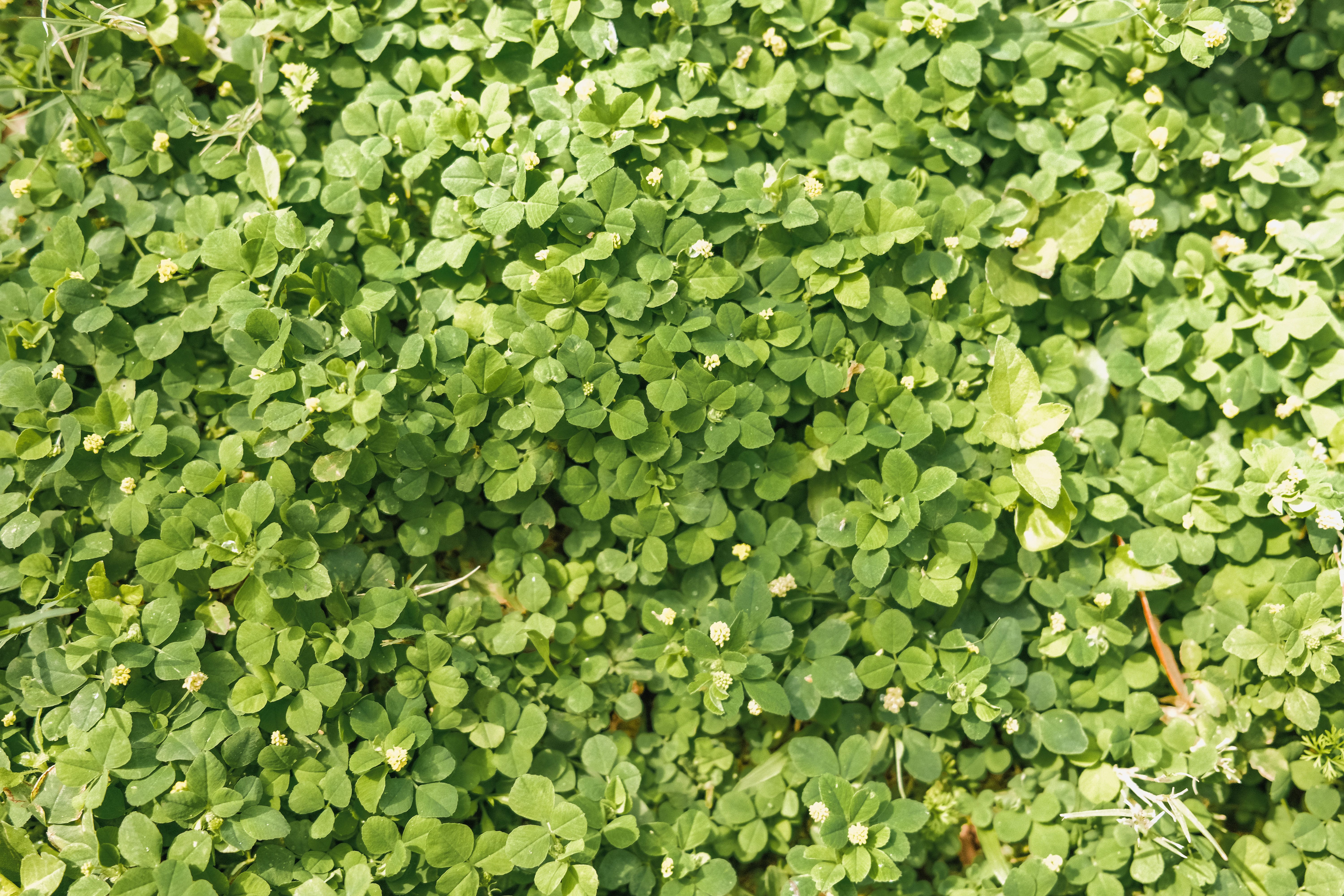 Aspérule : Bienfaits & Usages Phytothérapie