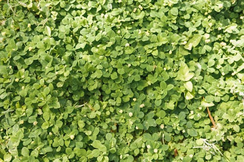 Fotobanka s bezplatnými fotkami na tému botanický, cloverleaves, lístie